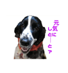 聖砂未だよ全員集合vol.2(博多弁ver.)（個別スタンプ：3）