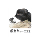 聖砂未だよ全員集合vol.2(博多弁ver.)（個別スタンプ：15）
