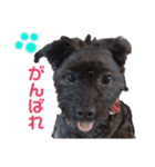 ヨーキープーのCOCO（個別スタンプ：8）