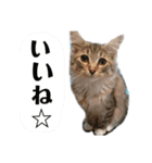 ノルウェージャン☆ルナちゃん（個別スタンプ：2）