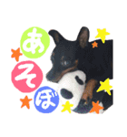 うちのわんこbest（個別スタンプ：3）