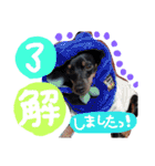 うちのわんこbest（個別スタンプ：6）
