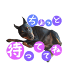 うちのわんこbest（個別スタンプ：7）