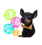 うちのわんこbest（個別スタンプ：8）