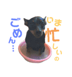 うちのわんこbest（個別スタンプ：11）