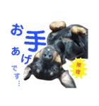 うちのわんこbest（個別スタンプ：13）