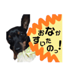 うちのわんこbest（個別スタンプ：14）