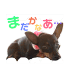 うちのわんこbest（個別スタンプ：19）