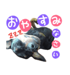 うちのわんこbest（個別スタンプ：20）