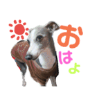 うちのわんこbest（個別スタンプ：21）