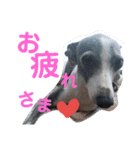 うちのわんこbest（個別スタンプ：25）