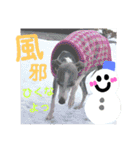うちのわんこbest（個別スタンプ：26）