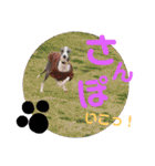 うちのわんこbest（個別スタンプ：27）