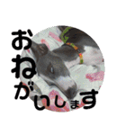 うちのわんこbest（個別スタンプ：31）