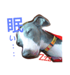 うちのわんこbest（個別スタンプ：32）