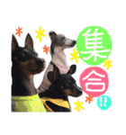 うちのわんこbest（個別スタンプ：34）