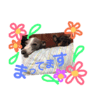 うちのわんこbest（個別スタンプ：36）