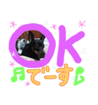 うちのわんこbest（個別スタンプ：37）