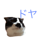 我が家の万次郎くん（個別スタンプ：1）