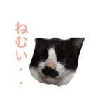 我が家の万次郎くん（個別スタンプ：2）