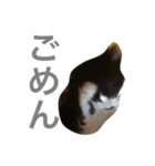 我が家の万次郎くん（個別スタンプ：3）