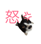 我が家の万次郎くん（個別スタンプ：5）