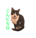 我が家の万次郎くん（個別スタンプ：6）
