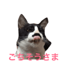 我が家の万次郎くん（個別スタンプ：8）