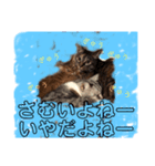 むーにゃんず（個別スタンプ：1）