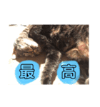 むーにゃんず（個別スタンプ：3）