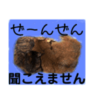 むーにゃんず（個別スタンプ：5）