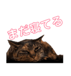 むーにゃんず（個別スタンプ：6）