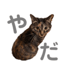 むーにゃんず（個別スタンプ：9）