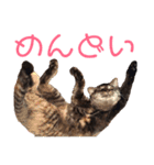 むーにゃんず（個別スタンプ：12）