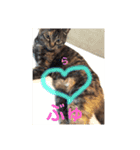 むーにゃんず（個別スタンプ：13）
