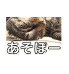むーにゃんず（個別スタンプ：14）