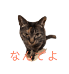 むーにゃんず（個別スタンプ：15）