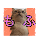 むーにゃんず（個別スタンプ：16）