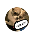 まとばふぁみ（個別スタンプ：1）