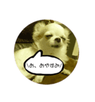 まとばふぁみ（個別スタンプ：2）