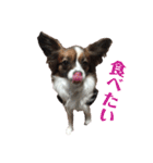 パピヨンandチワワ 日常すたんぷ（個別スタンプ：7）