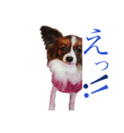パピヨンandチワワ 日常すたんぷ（個別スタンプ：16）