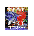 りいのすけスタンプ鳥、矮鶏、トンビ、鶉（個別スタンプ：1）