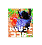 りいのすけスタンプ鳥、矮鶏、トンビ、鶉（個別スタンプ：2）
