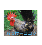 りいのすけスタンプ鳥、矮鶏、トンビ、鶉（個別スタンプ：13）