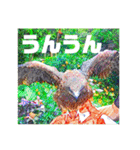 りいのすけスタンプ鳥、矮鶏、トンビ、鶉（個別スタンプ：19）