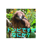 りいのすけスタンプ鳥、矮鶏、トンビ、鶉（個別スタンプ：21）