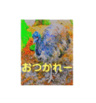 りいのすけスタンプ鳥、矮鶏、トンビ、鶉（個別スタンプ：30）