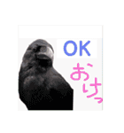 りいのすけスタンプ鳥、矮鶏、トンビ、鶉（個別スタンプ：31）