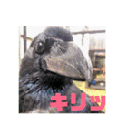 りいのすけスタンプ鳥、矮鶏、トンビ、鶉（個別スタンプ：32）